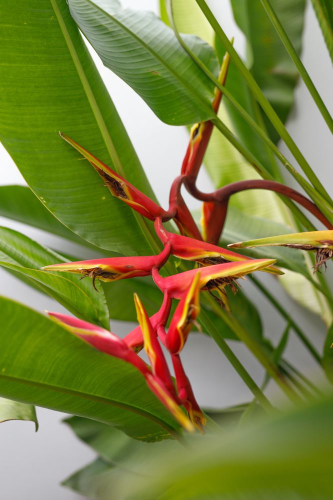 Villa Luma Botanica, heliconia in the garden, Bang Tao Phuket